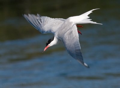 Visdief / Common Tern