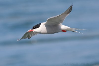 Visdief / Common Tern