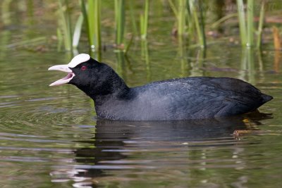 Meerkoet (Fulica atra)