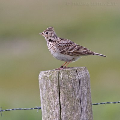 Veldleeuwerik / Sky Lark