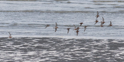 Kanoet / Red Knot