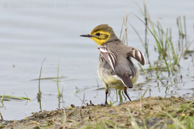 Citroenkwikstaart / Citrine Wagtail