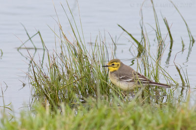 Citroenkwikstaart / Citrine Wagtail