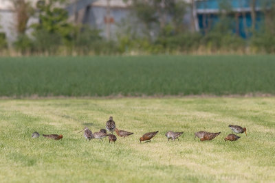 Rosse Grutto / Bar-tailed Godwit