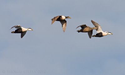 Eider / Common Eider