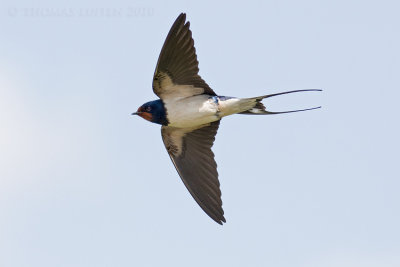 Boerenzwaluw / Barn Swallow