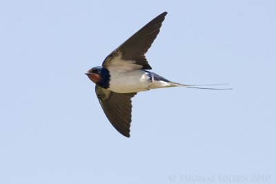 Boerenzwaluw / Barn Swallow