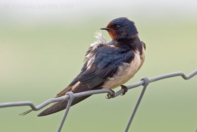 Boerenzwaluw / Barn Swallow