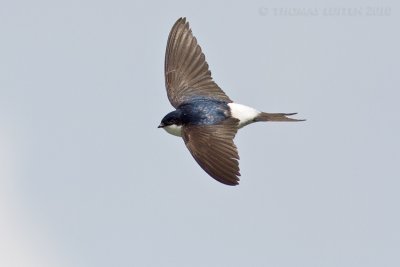 Huiszwaluw / House Martin