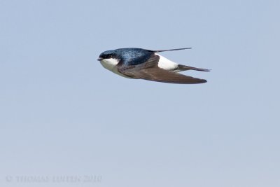 Huiszwaluw / House Martin