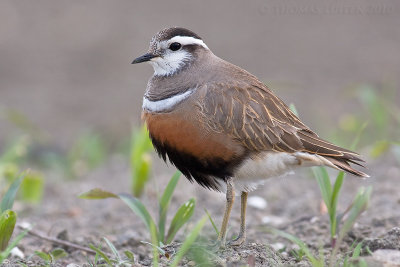 Morinelplevier / Dotterel