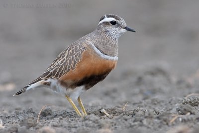 Morinelplevier / Dotterel