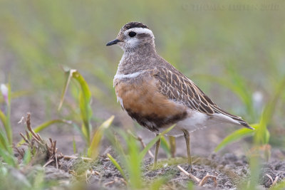 Morinelplevier / Dotterel