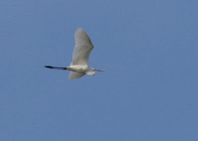 Grote Zilverreiger / Great Egret