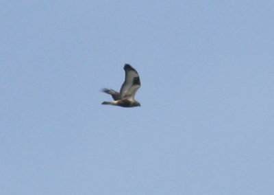 Ruigpootbuizerd / Rough-legged Buzzard