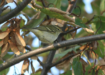 Bladkoning / Yellow-browed Warbler