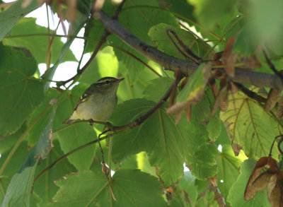 Bladkoning / Yellow-browed Warbler