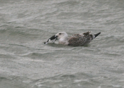 Kleine Alk / Little Auk