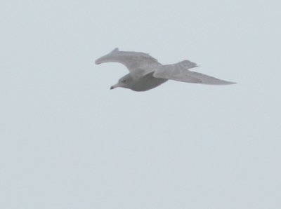 Grote Burgemeester / Glaucous Gull