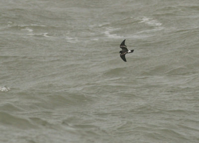 Vaal Stormvogeltje / Leach's Petrel