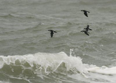 Kleine Alk / Little Auk