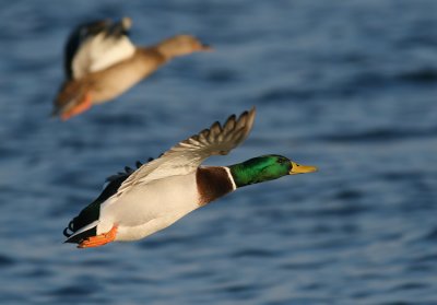 Wilde Eend / Mallard