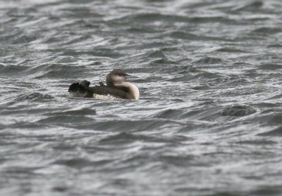 Parelduiker / Black-throated Diver