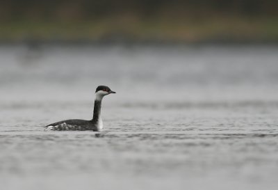 Kuifduiker (Podiceps auritus)