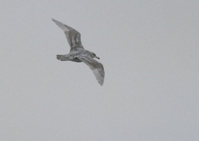 Grote Burgemeester / Glaucous Gull