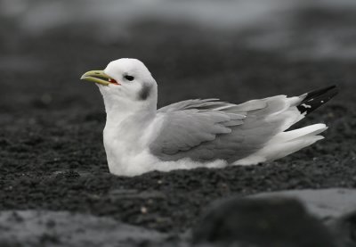 Drieteenmeeuw / Kittiwake