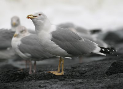 Geelpootmeeuw / Yellow-legged Gull