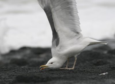 Pontische Meeuw / Caspian Gull