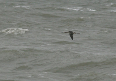 Parelduiker / Black-throated Diver