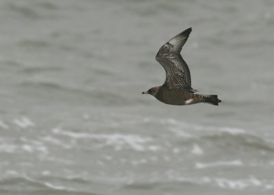 Middelste Jager / Pomarine Skua