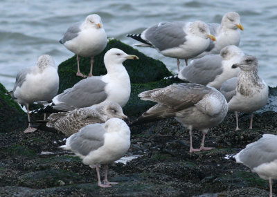 Pontische Meeuw / Caspian Gull