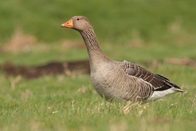 Grauwe Gans / Grey-lag Goose