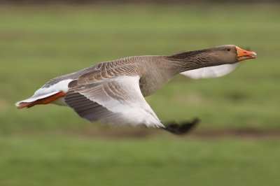 Grauwe Gans / Grey-lag Goose