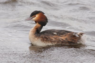 Fuut / Great-crested Grebe