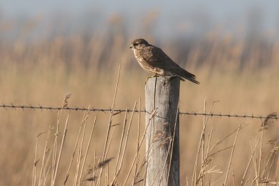 Smelleken / Merlin