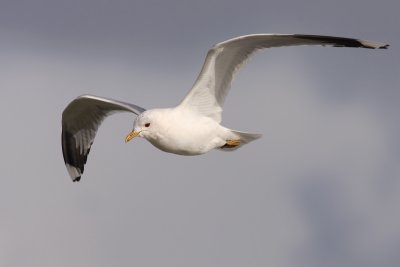 Stormmeeuw / Common Gull