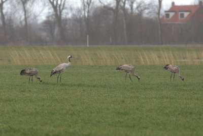 Kraanvogel / Crane