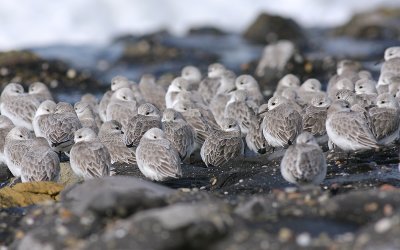 Drieteenstrandloper / Sanderling