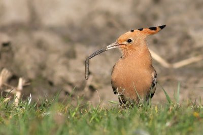 Hop / Hoopoe