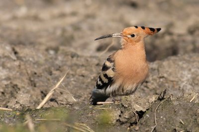 Hop / Hoopoe