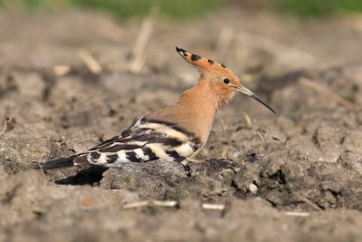 Hop / Hoopoe