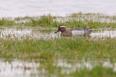 Zomertaling / Garganey