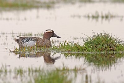 Zomertaling / Garganey