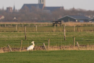 Lepelaar / Spoonbill