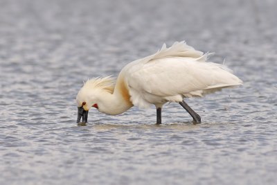 Lepelaar / Spoonbill