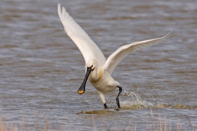 Lepelaar / Spoonbill